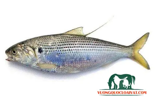Cá mòi cờ chấm – cá mòi biển