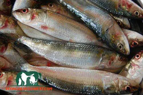 Cá mòi nước ngọt – cá mòi dầu ấn độ