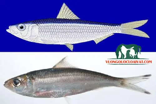 5. Cá mòi sống ở đâu?