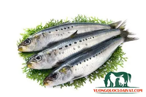 Cá mòi cờ hoa