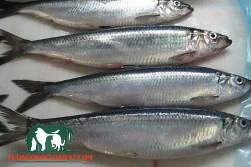 Cá mòi một nắng sốt cà chua