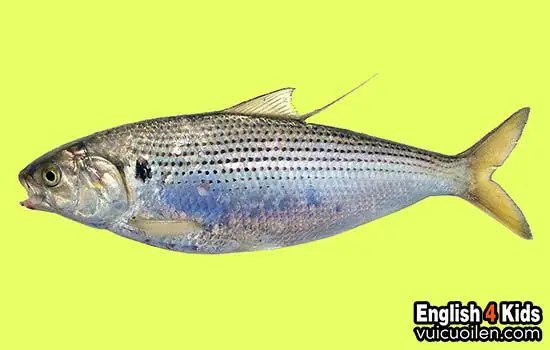Cá Mòi Tiếng Anh Là Gì? Tên Gọi, Phát Âm & Thông Tin Chi Tiết