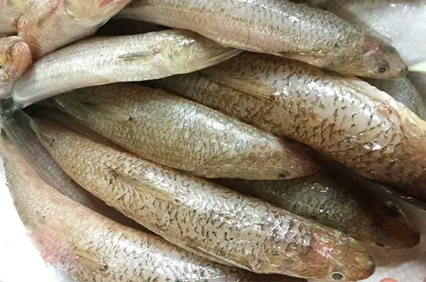 Cá Mối Tiếng Anh Là Gì? Giải Mã Tên Gọi Loài Cá Phổ Biến Cá Mối Tiếng Anh Là Gì? Giải Mã Tên Gọi Loài Cá Phổ Biến