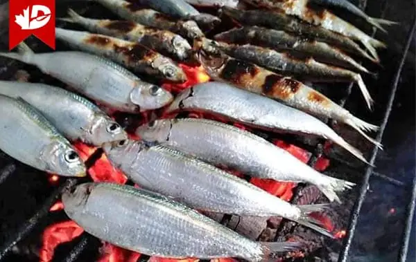 Cá Mòi và Cá Trích: Phân Biệt, Đặc Điểm Sinh Học và Giá Trị Dinh Dưỡng