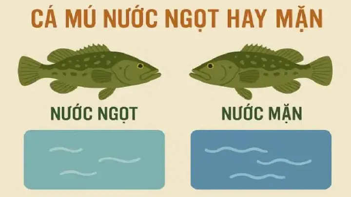 Cá Mú Sống Nước Ngọt Hay Nước Mặn? Giải Đáp Chi Tiết Từ Chuyên Gia