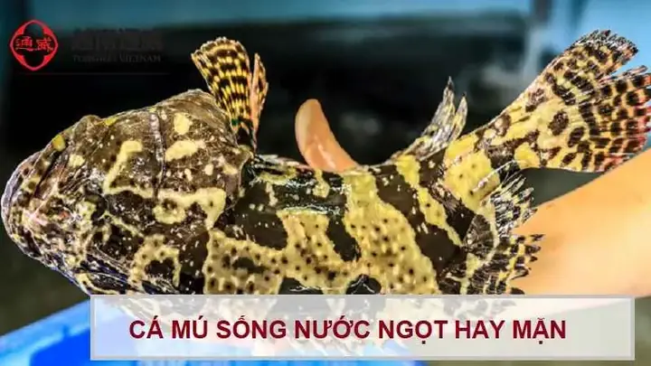 Cá Mú Sống Nước Ngọt Hay Nước Mặn? Giải Đáp Chi Tiết Từ Chuyên Gia