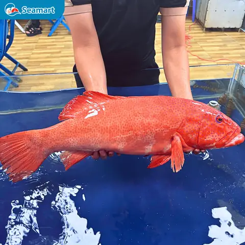 Cá mú sao đỏ sống trên hình 4,66kg/con