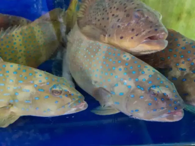Cá mú kỵ rau gì