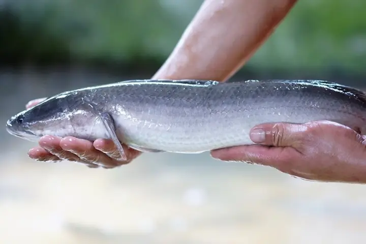 Cách chọn mua cá lóc đồng