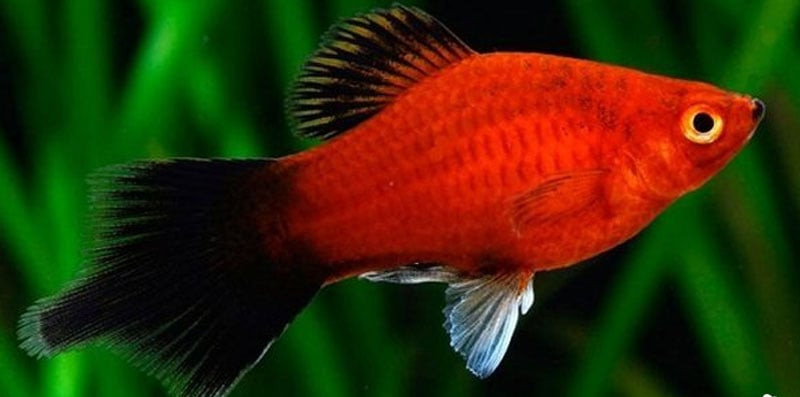 Cá Mún màu cam tươi sáng đang bơi lội, thể hiện sự thu hút của loài cá cảnh đẻ con này