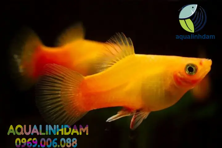 Cá Mún Uyên Ương: Đặc Điểm, Cách Nuôi & Chăm Sóc Chi Tiết