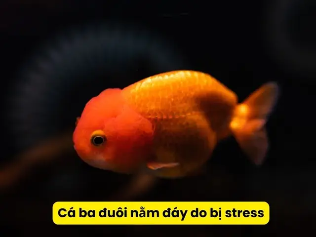 Cá Nằm Im Dưới Đáy: Hiểu Rõ Nguyên Nhân và Cách Xử Lý Chuẩn