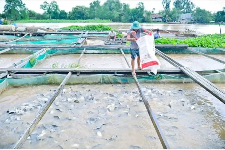 Cá Nàng Hai Ăn Gì? Thực Đơn Và Cách Nuôi Dưỡng Chuẩn Cá Nàng Hai Ăn Gì? Thực Đơn Và Cách Nuôi Dưỡng Chuẩn