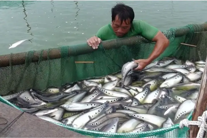 Cá Nàng Hai Ăn Gì? Thực Đơn Và Cách Nuôi Dưỡng Chuẩn Cá Nàng Hai Ăn Gì? Thực Đơn Và Cách Nuôi Dưỡng Chuẩn