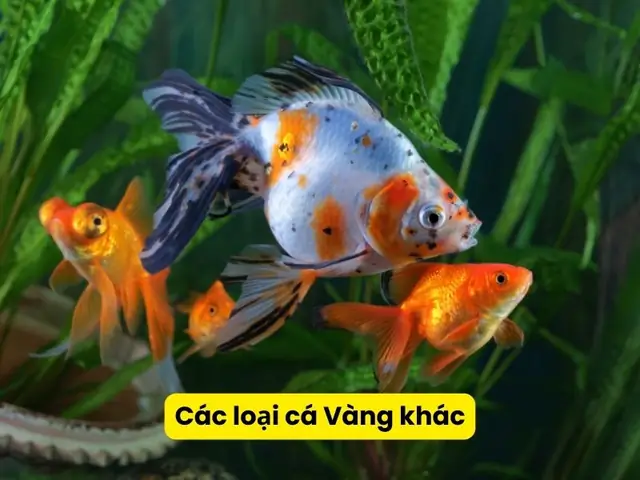 Các Loài Cá Nào Có Thể Nuôi Chung Với Cá Vàng An Toàn?