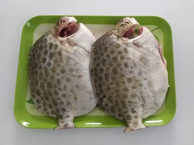 Cá Nâu Cà Mau: Đặc Điểm, Giá Trị Và Cách Chế Biến Món Ngon