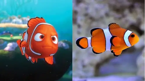 5. Mua, Bán cá hề nemo ở đâu? Giá bao nhiêu tiền?