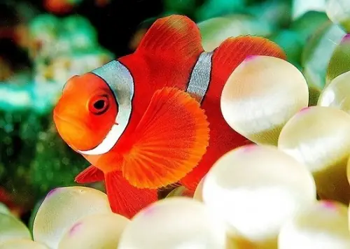 1. Đặc điểm cá hề nemo