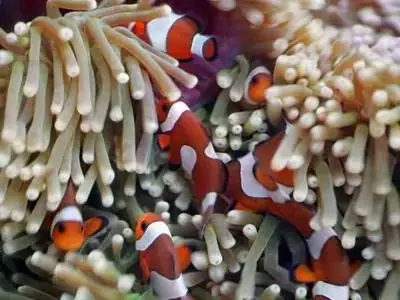 cá nemo nước ngọt