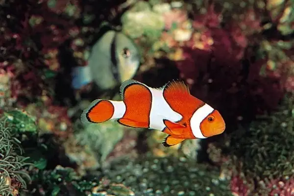 cá nemo nước ngọt