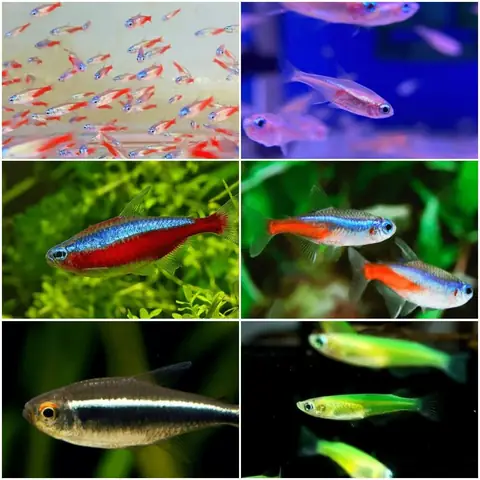 Cá Neon Ăn Gì Để Lớn Nhanh Và Khỏe Mạnh?