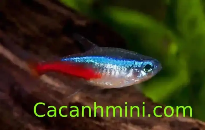 Hướng Dẫn Chi Tiết Cách Phân Biệt Cá Neon Đực Và Cái