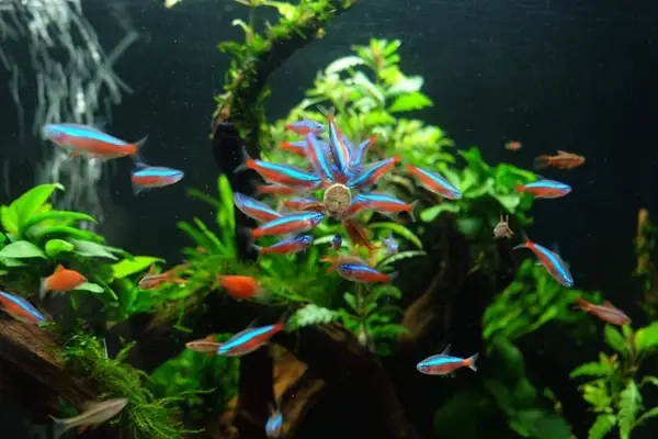 Cá Neon Gold Tetra: Hướng Dẫn Nuôi và Chăm Sóc Chi Tiết Cá Neon Gold Tetra: Hướng Dẫn Nuôi và Chăm Sóc Chi Tiết
