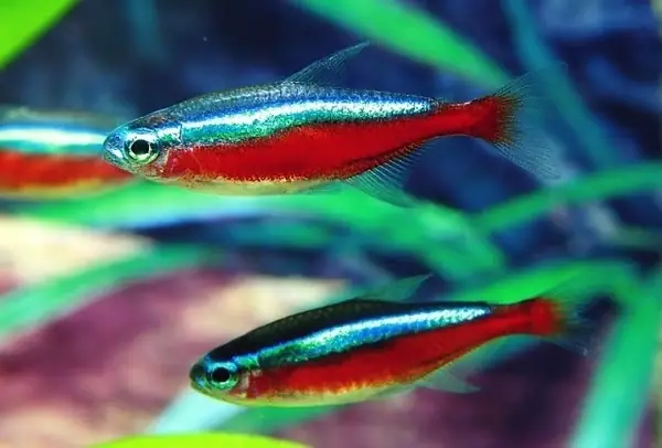 Cá Neon Gold Tetra: Hướng Dẫn Nuôi và Chăm Sóc Chi Tiết Cá Neon Gold Tetra: Hướng Dẫn Nuôi và Chăm Sóc Chi Tiết