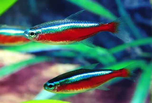 Cá Neon Mang Bầu: Dấu Hiệu, Chăm Sóc Và Sinh Sản Thành Công