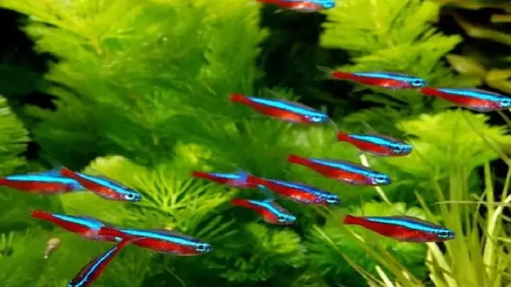 II. Triệu Chứng Nhận Biết Cá Neon Mất Màu