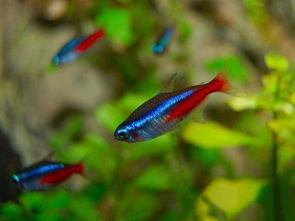 Cá Neon xanh dương với dải màu phát quang nổi bật trên thân