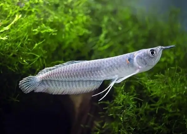 Cá Ngân Long Con: Hướng Dẫn Chăm Sóc Toàn Diện Từ A Đến Z