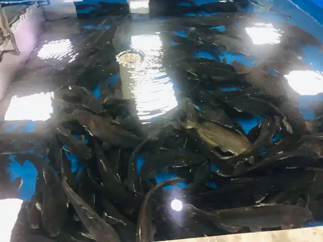Bất ngờ tác dụng của cá ngạnh sông đối với sức khỏe
