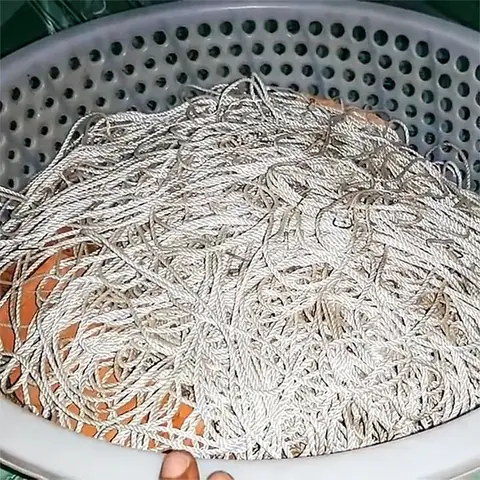 Cá Ngát Nước Mặn: Đặc Điểm, Phân Bố và Cách Phân Biệt