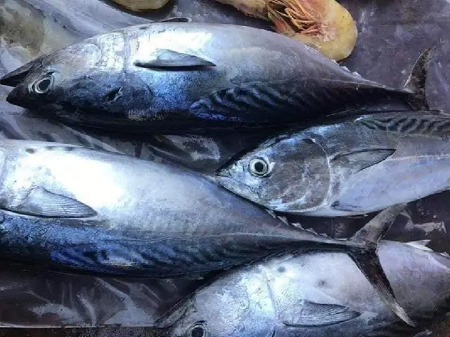 cá ngừ đại dương