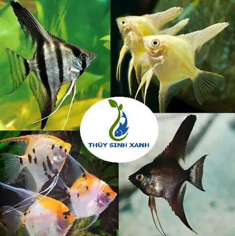 cá ngũ sắc thần tiên