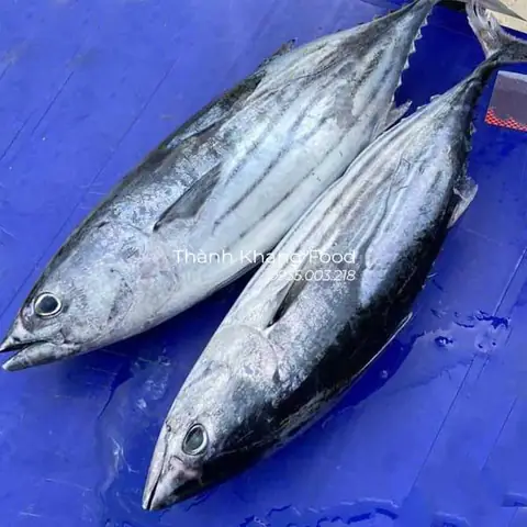 bán cá ngừ sọc dưa tươi, cá ngừ sọc lưới, cá ngừ câu tại Đà Nẵng và giao hàng toàn quốc