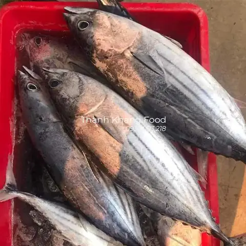 Bán cá ngừ sọc dưa tại Đà Nẵng & Nhận ship hàng Toàn Quốc?