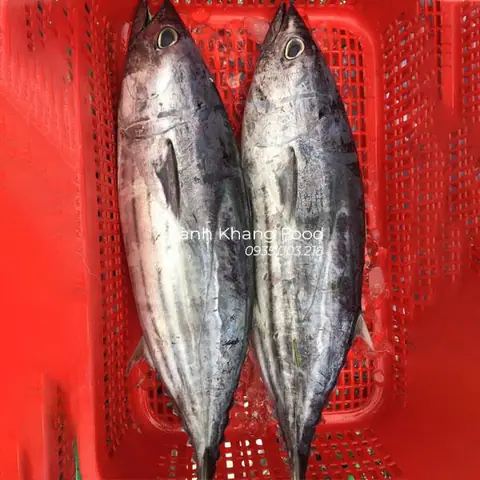 Giá Cá ngừ sọc dưa 1kg giá bao nhiêu tiền?