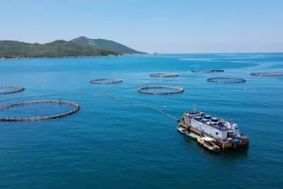 Cá Ngừ Vây Dài: Khám Phá Đặc Điểm và Tầm Quan Trọng Toàn Cầu