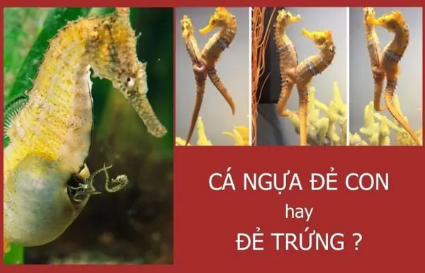 cá ngựa đẻ con hay đẻ trứng