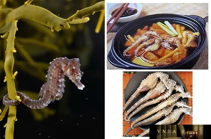 Cá Ngựa Hải Mã: Khám Phá Đặc Điểm Sinh Học, Công Dụng và Bảo Tồn Loài Vật Độc Đáo