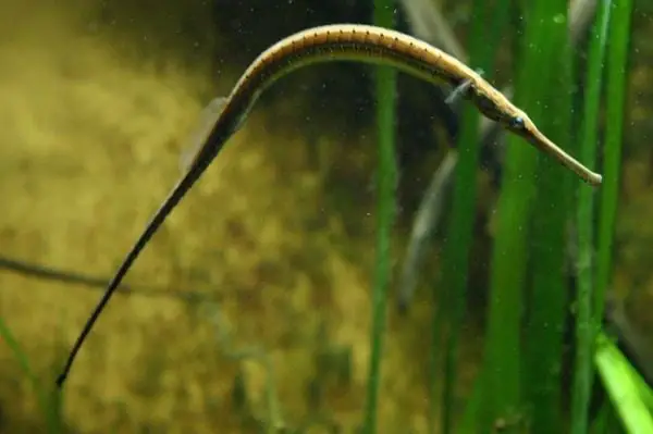 cá ngựa nước ngọt