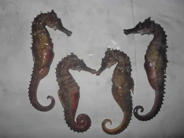 Cá Ngựa Phú Quốc: Nguồn Gốc, Công Dụng & Cách Chọn Mua