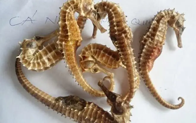 Cá Ngựa Phú Quốc: Nguồn Gốc, Công Dụng & Cách Chọn Mua