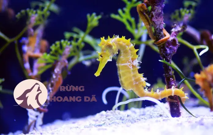 Cá Ngựa Sống Giá Bao Nhiêu? Cập Nhật Chi Tiết Về Loài Hải Mã Quý Hiếm