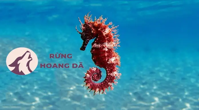 Cá Ngựa Sống Giá Bao Nhiêu? Cập Nhật Chi Tiết Về Loài Hải Mã Quý Hiếm