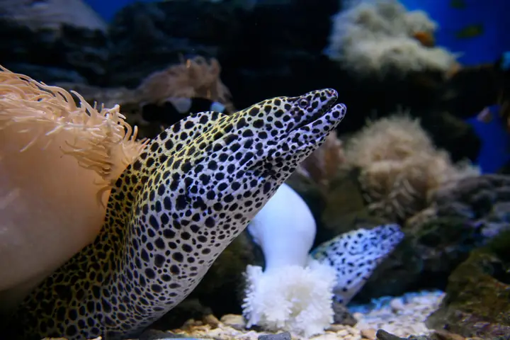 Lươn Moray