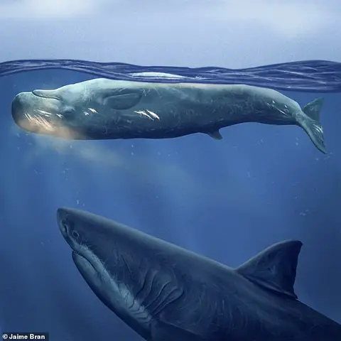 Cá Nhà Táng vs Megalodon: Cuộc Đối Đầu Huyền Thoại Có Thật?