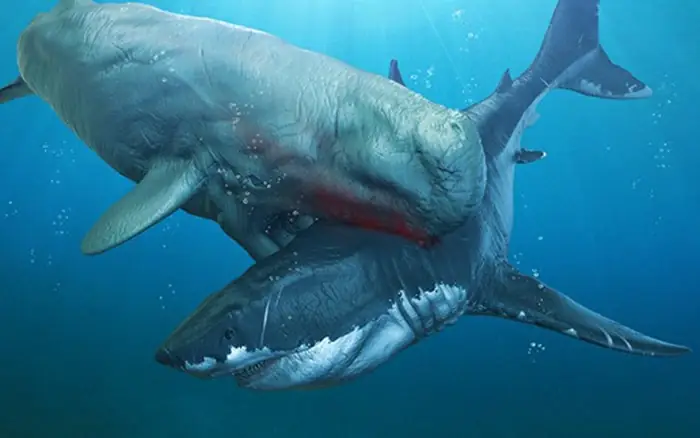 Cá Nhà Táng vs Megalodon: Cuộc Đối Đầu Huyền Thoại Có Thật?